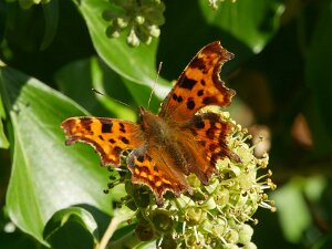 Butterflies and Moths