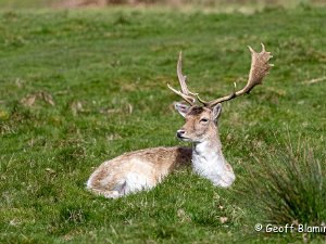 Fallow Deer