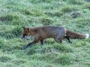 Fox
