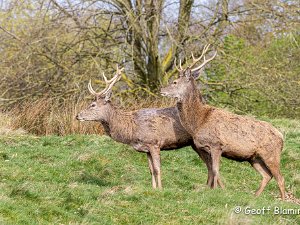 Red Deer