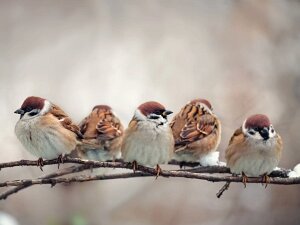 Birds